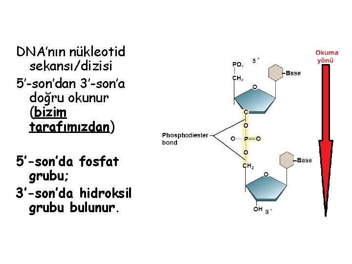 DNA’nın nükleotid sekansı/dizisi 5’-son’dan 3’-son’a doğru okunur (bizim tarafımızdan) 5’-son’da fosfat grubu; 3’-son’da hidroksil