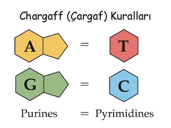 Chargaff (Çargaf) Kuralları 