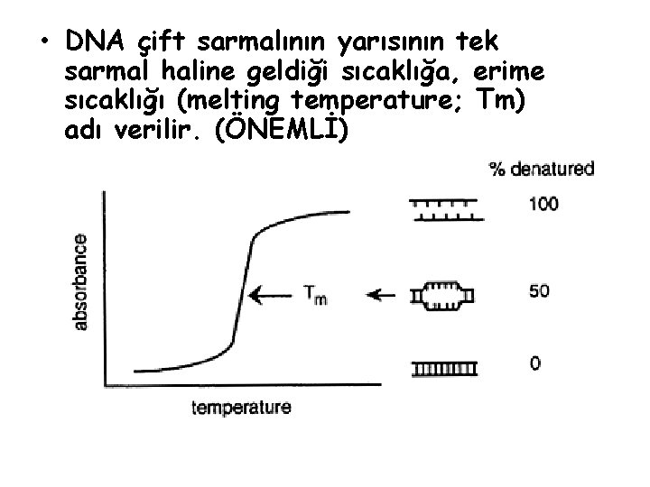 • DNA çift sarmalının yarısının tek sarmal haline geldiği sıcaklığa, erime sıcaklığı (melting