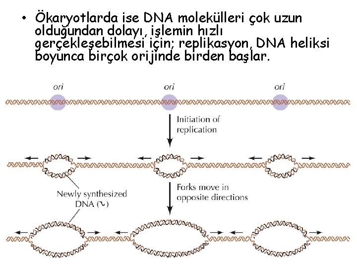  • Ökaryotlarda ise DNA molekülleri çok uzun olduğundan dolayı, işlemin hızlı gerçekleşebilmesi için;