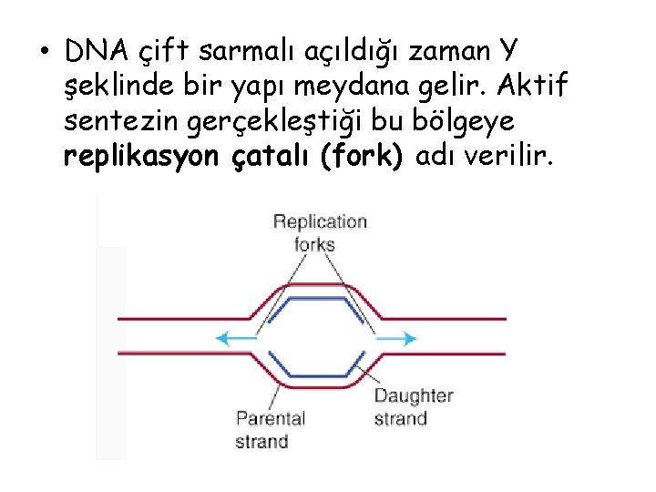  • DNA çift sarmalı açıldığı zaman Y şeklinde bir yapı meydana gelir. Aktif