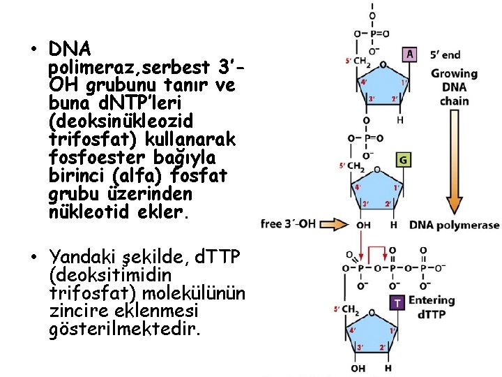  • DNA polimeraz, serbest 3’OH grubunu tanır ve buna d. NTP’leri (deoksinükleozid trifosfat)