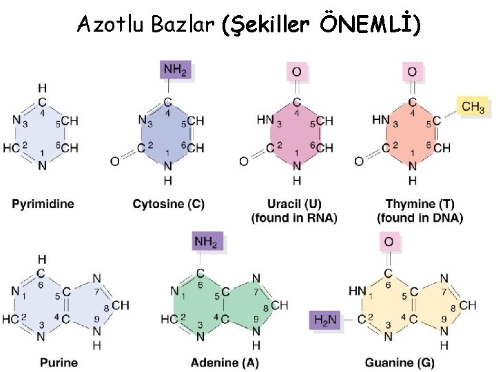 Azotlu Bazlar (Şekiller ÖNEMLİ) 