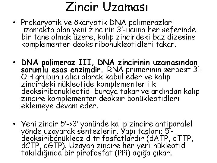 Zincir Uzaması • Prokaryotik ve ökaryotik DNA polimerazlar uzamakta olan yeni zincirin 3’-ucuna her