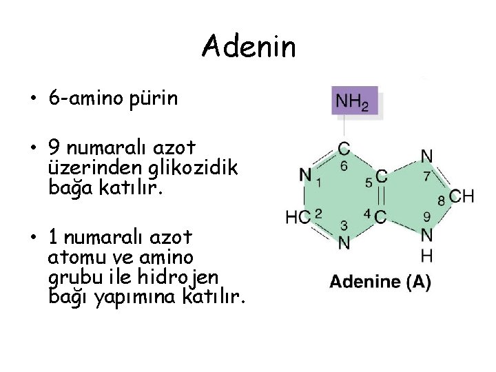 Adenin • 6 -amino pürin • 9 numaralı azot üzerinden glikozidik bağa katılır. •