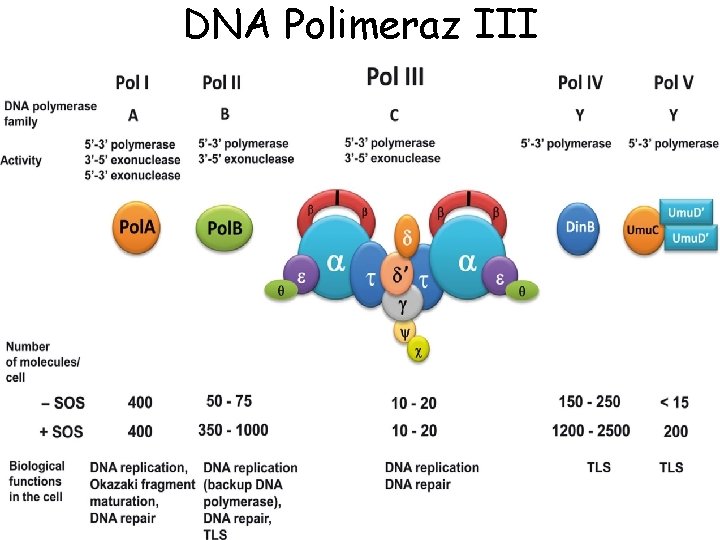DNA Polimeraz III 