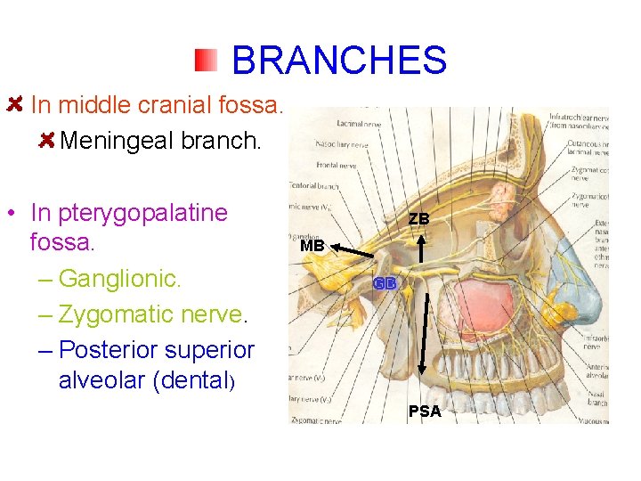 BRANCHES In middle cranial fossa. Meningeal branch. • In pterygopalatine fossa. – Ganglionic. –