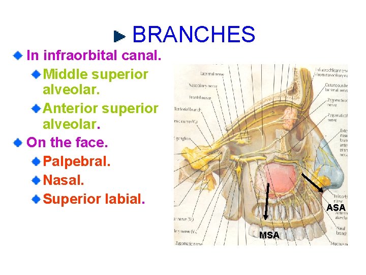 BRANCHES In infraorbital canal. Middle superior alveolar. Anterior superior alveolar. On the face. Palpebral.