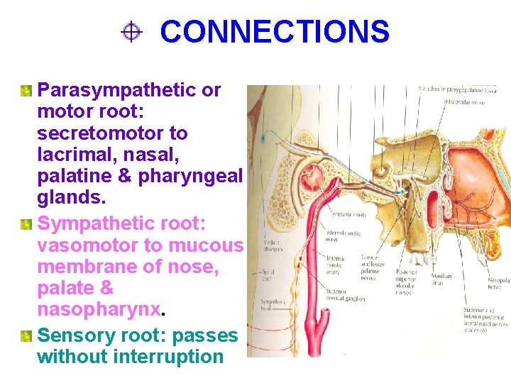 CONNECTIONS Parasympathetic or motor root: secretomotor to lacrimal, nasal, palatine & pharyngeal glands. Sympathetic