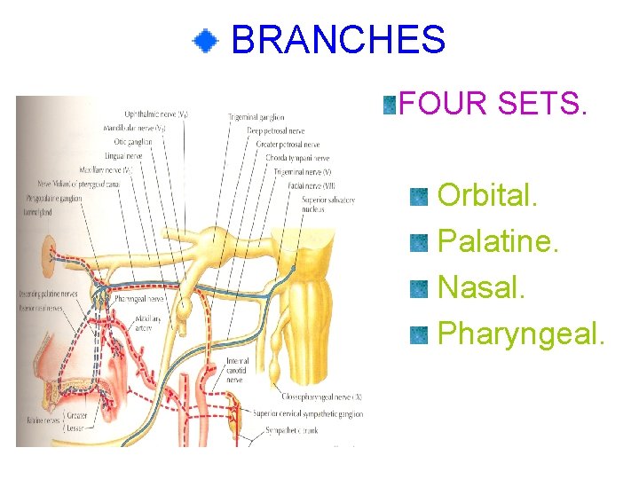 BRANCHES FOUR SETS. Orbital. Palatine. Nasal. Pharyngeal. 