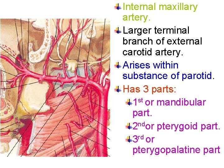 Internal maxillary artery. Larger terminal branch of external carotid artery. Arises within substance of