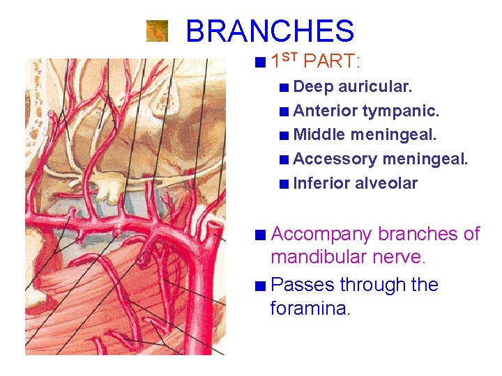 BRANCHES 1 ST PART: Deep auricular. Anterior tympanic. Middle meningeal. Accessory meningeal. Inferior alveolar