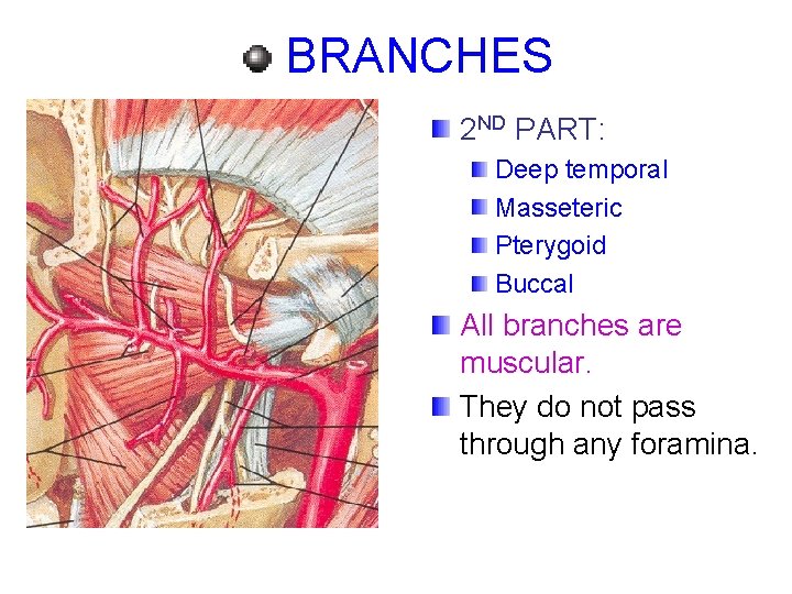 BRANCHES 2 ND PART: Deep temporal Masseteric Pterygoid Buccal All branches are muscular. They