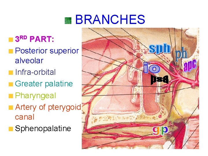 BRANCHES 3 RD PART: Posterior superior alveolar Infra-orbital Greater palatine Pharyngeal Artery of pterygoid