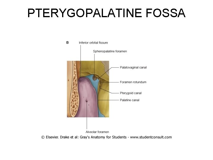 PTERYGOPALATINE FOSSA 