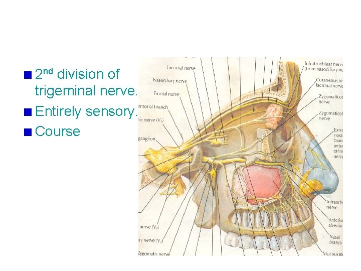 2 nd division of trigeminal nerve. Entirely sensory. Course 