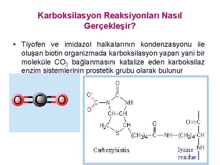 Karboksilasyon Reaksiyonları Nasıl Gerçekleşir? • Tiyofen ve imidazol halkalarının kondenzasyonu ile oluşan biotin organizmada