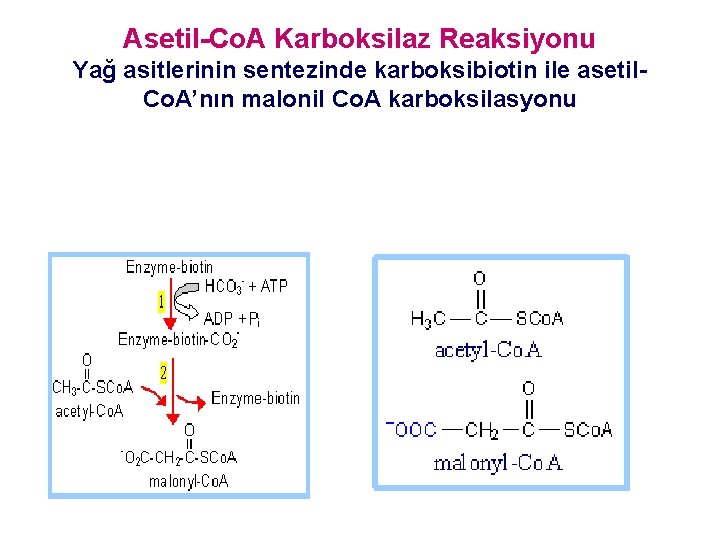 Asetil-Co. A Karboksilaz Reaksiyonu Yağ asitlerinin sentezinde karboksibiotin ile asetil. Co. A’nın malonil Co.