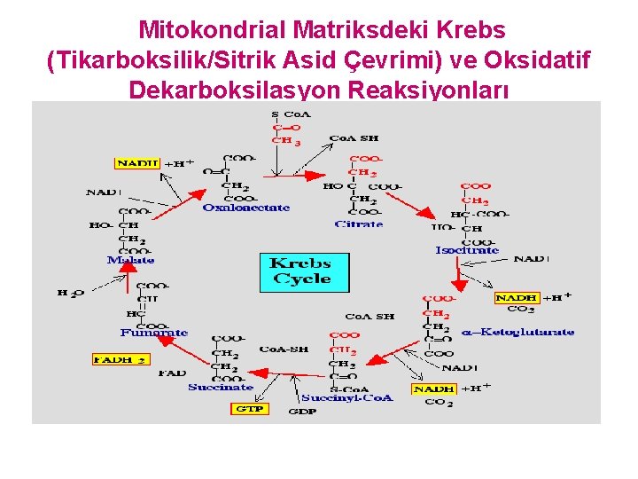 Mitokondrial Matriksdeki Krebs (Tikarboksilik/Sitrik Asid Çevrimi) ve Oksidatif Dekarboksilasyon Reaksiyonları 