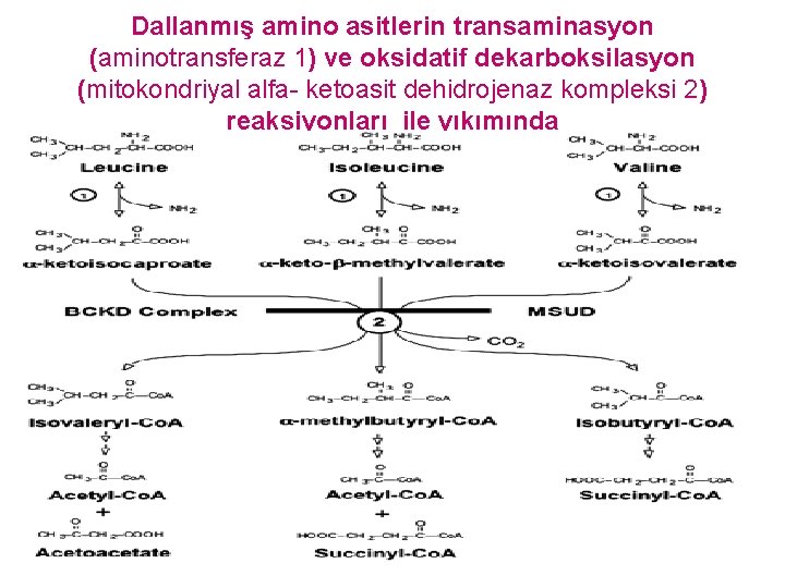 Dallanmış amino asitlerin transaminasyon (aminotransferaz 1) ve oksidatif dekarboksilasyon (mitokondriyal alfa- ketoasit dehidrojenaz kompleksi