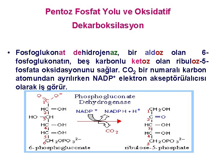 Pentoz Fosfat Yolu ve Oksidatif Dekarboksilasyon • Fosfoglukonat dehidrojenaz, bir aldoz olan 6 fosfoglukonatın,