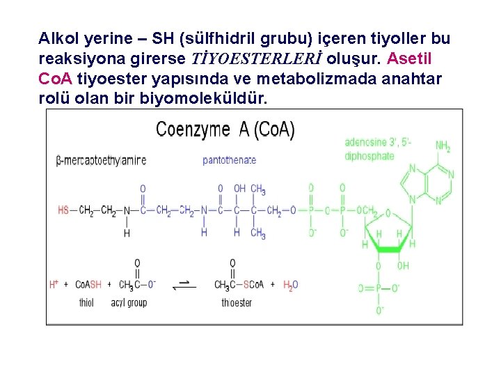 Alkol yerine – SH (sülfhidril grubu) içeren tiyoller bu reaksiyona girerse TİYOESTERLERİ oluşur. Asetil