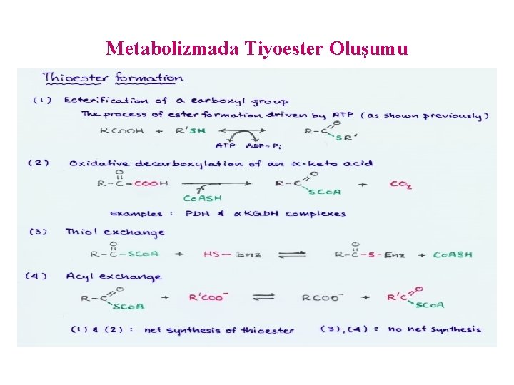 Metabolizmada Tiyoester Oluşumu 