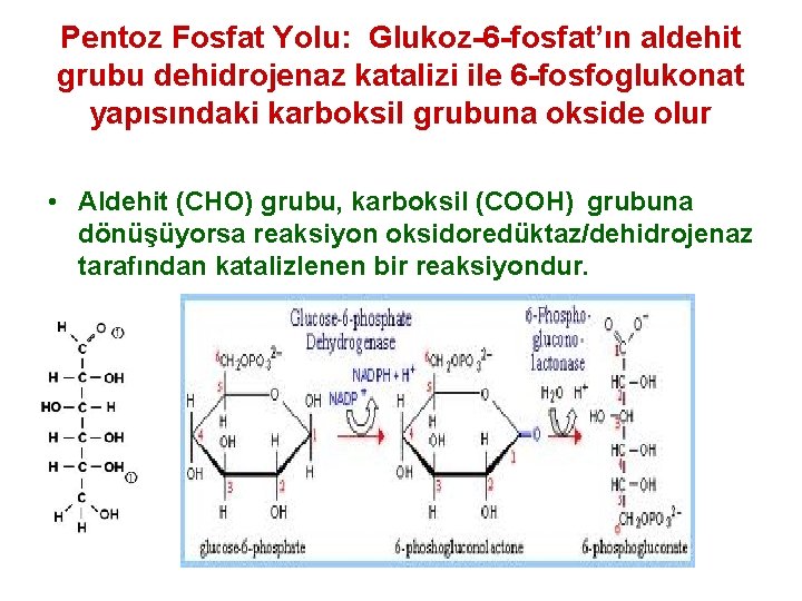 Pentoz Fosfat Yolu: Glukoz-6 -fosfat’ın aldehit grubu dehidrojenaz katalizi ile 6 -fosfoglukonat yapısındaki karboksil