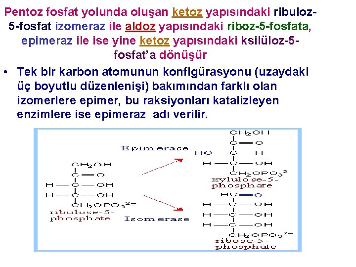 Pentoz fosfat yolunda oluşan ketoz yapısındaki ribuloz 5 -fosfat izomeraz ile aldoz yapısındaki riboz-5