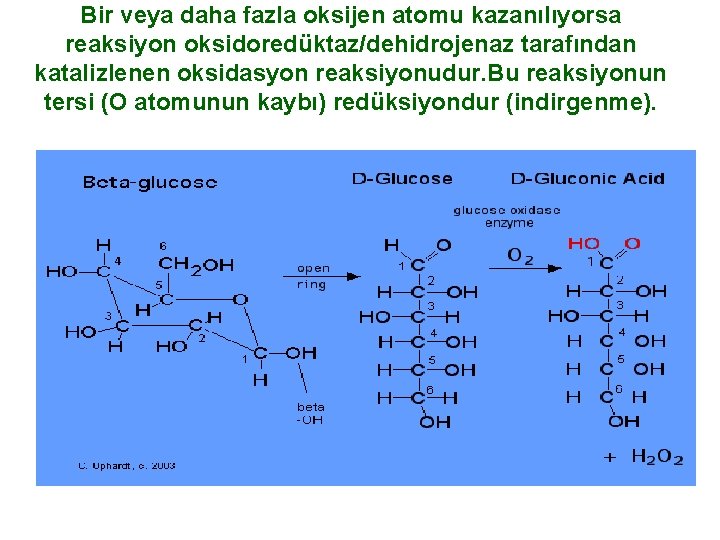 Bir veya daha fazla oksijen atomu kazanılıyorsa reaksiyon oksidoredüktaz/dehidrojenaz tarafından katalizlenen oksidasyon reaksiyonudur. Bu