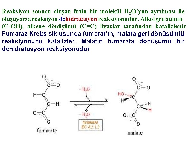 Reaksiyon sonucu oluşan ürün bir molekül H 2 O’yun ayrılması ile oluşuyorsa reaksiyon dehidratasyon