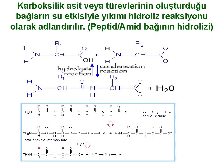 Karboksilik asit veya türevlerinin oluşturduğu bağların su etkisiyle yıkımı hidroliz reaksiyonu olarak adlandırılır. (Peptid/Amid