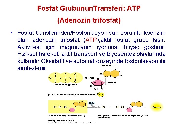 Fosfat Grubunun. Transferi: ATP (Adenozin trifosfat) • Fosfat transferinden/Fosforilasyon’dan sorumlu koenzim olan adenozin trifosfat