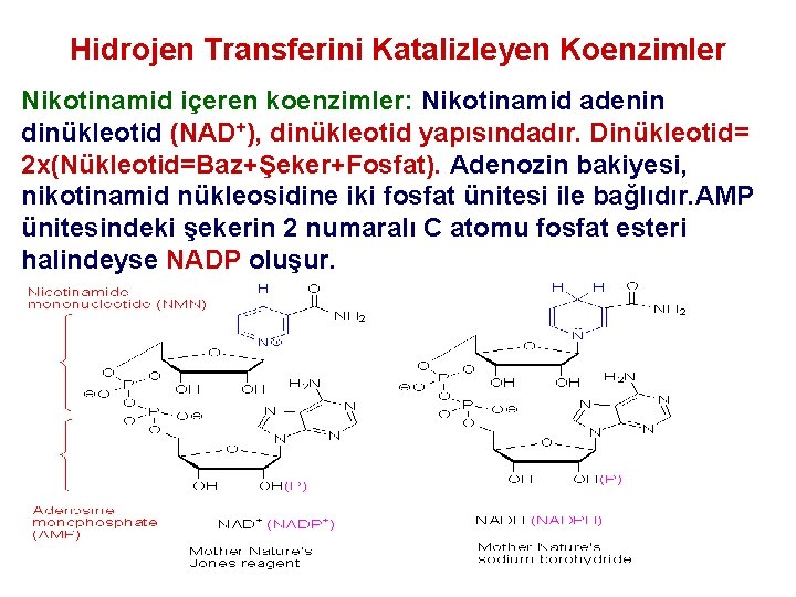 Hidrojen Transferini Katalizleyen Koenzimler Nikotinamid içeren koenzimler: Nikotinamid adenin dinükleotid (NAD+), dinükleotid yapısındadır. Dinükleotid=