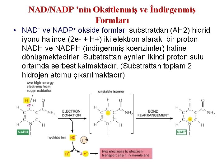 NAD/NADP ’nin Oksitlenmiş ve İndirgenmiş Formları • NAD+ ve NADP+ okside formları substratdan (AH