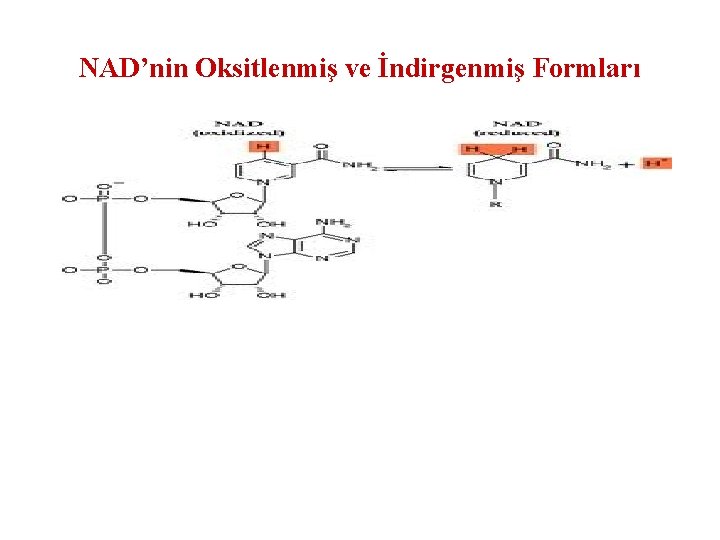NAD’nin Oksitlenmiş ve İndirgenmiş Formları 