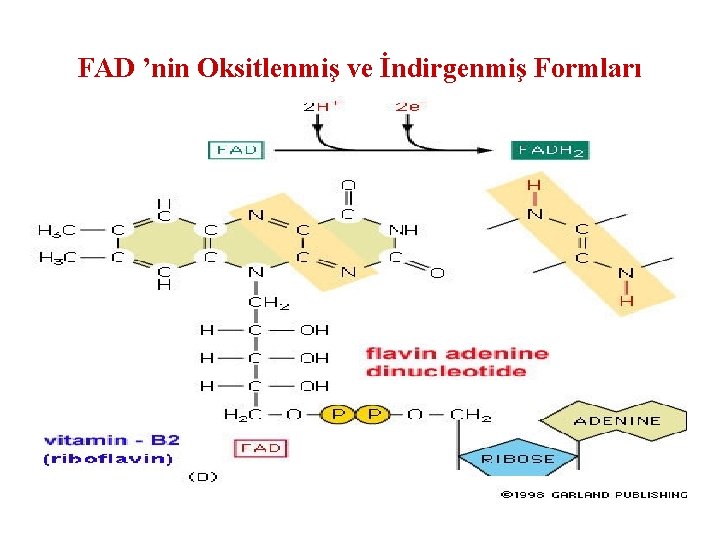 FAD ’nin Oksitlenmiş ve İndirgenmiş Formları 