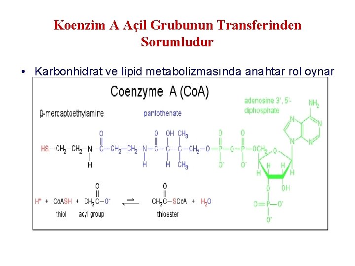 Koenzim A Açil Grubunun Transferinden Sorumludur • Karbonhidrat ve lipid metabolizmasında anahtar rol oynar