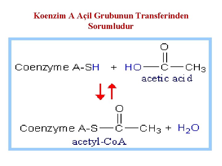 Koenzim A Açil Grubunun Transferinden Sorumludur 