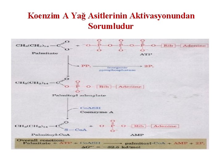 Koenzim A Yağ Asitlerinin Aktivasyonundan Sorumludur 