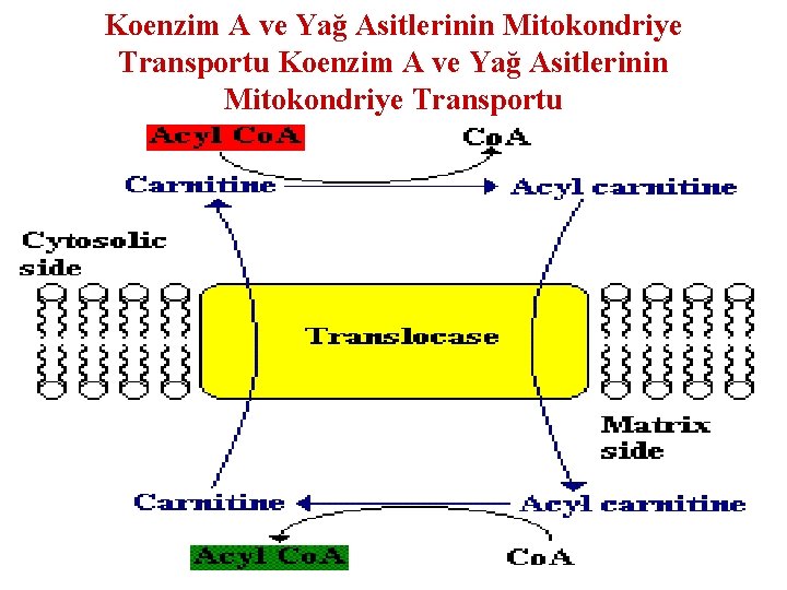 Koenzim A ve Yağ Asitlerinin Mitokondriye Transportu 