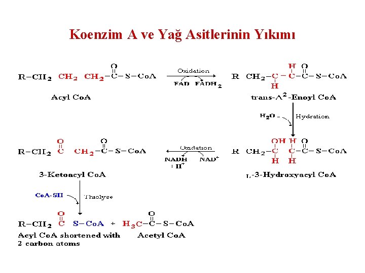 Koenzim A ve Yağ Asitlerinin Yıkımı 