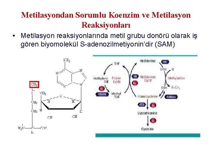 Metilasyondan Sorumlu Koenzim ve Metilasyon Reaksiyonları • Metilasyon reaksiyonlarında metil grubu donörü olarak iş