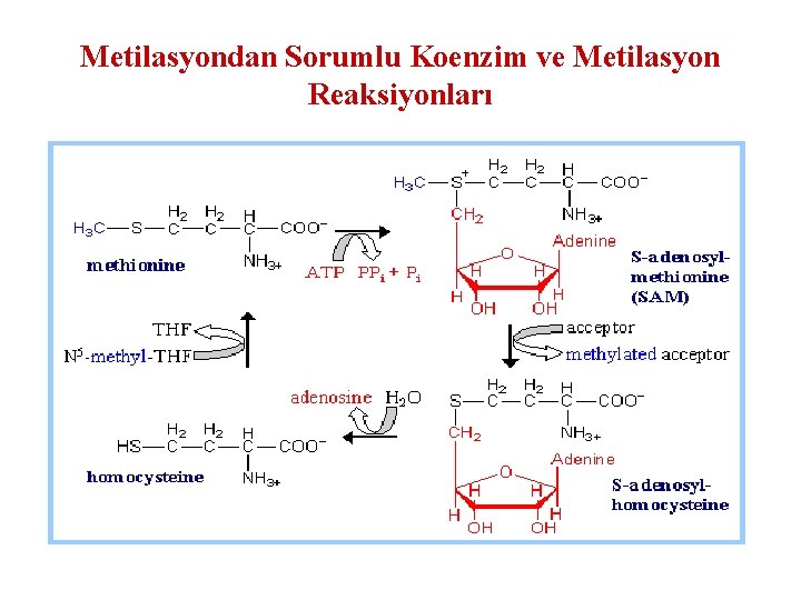 Metilasyondan Sorumlu Koenzim ve Metilasyon Reaksiyonları 