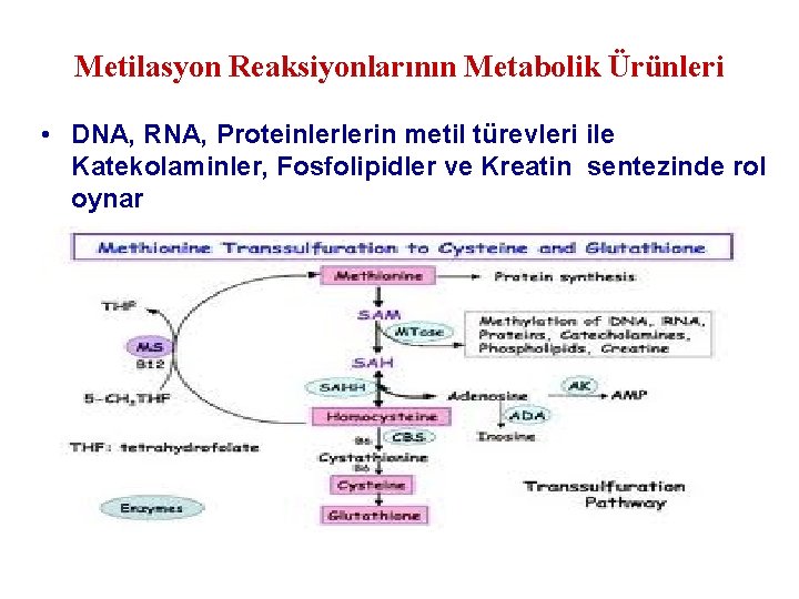 Metilasyon Reaksiyonlarının Metabolik Ürünleri • DNA, RNA, Proteinlerlerin metil türevleri ile Katekolaminler, Fosfolipidler ve