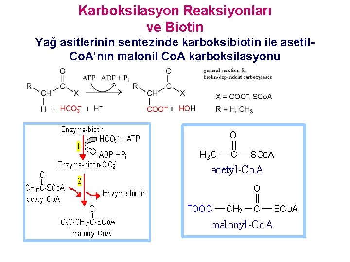 Karboksilasyon Reaksiyonları ve Biotin Yağ asitlerinin sentezinde karboksibiotin ile asetil. Co. A’nın malonil Co.