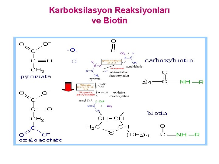 Karboksilasyon Reaksiyonları ve Biotin 