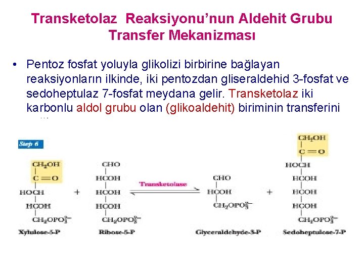 Transketolaz Reaksiyonu’nun Aldehit Grubu Transfer Mekanizması • Pentoz fosfat yoluyla glikolizi birbirine bağlayan reaksiyonların