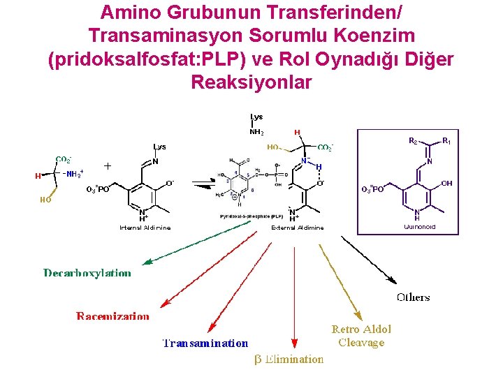 Amino Grubunun Transferinden/ Transaminasyon Sorumlu Koenzim (pridoksalfosfat: PLP) ve Rol Oynadığı Diğer Reaksiyonlar 