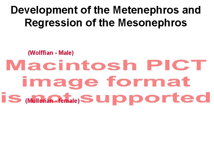 Development of the Metenephros and Regression of the Mesonephros (Wolffian - Male) (Mullerian -